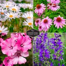 daisies, coneflowers, mallow, blue sage