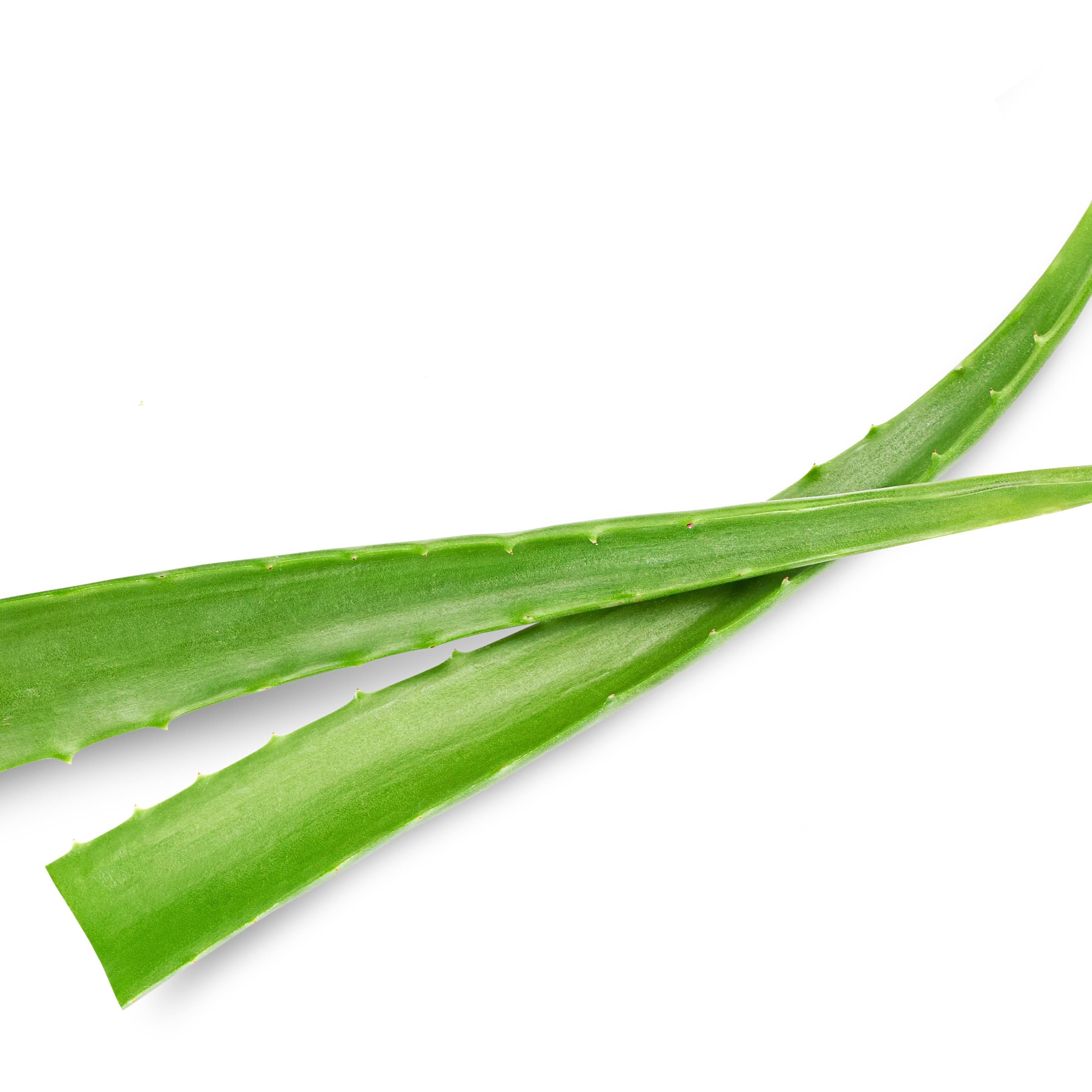 ALOE VERA GEL EXTRACT