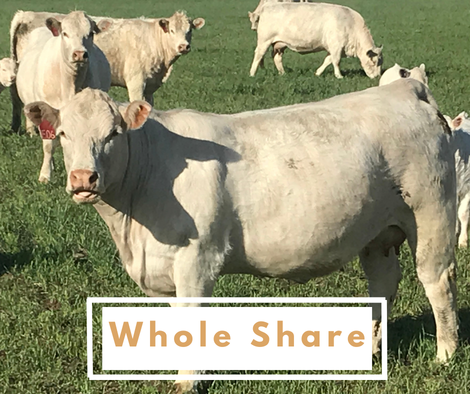 Whole Bulk Beef Share DEPOSIT + Free Feezer