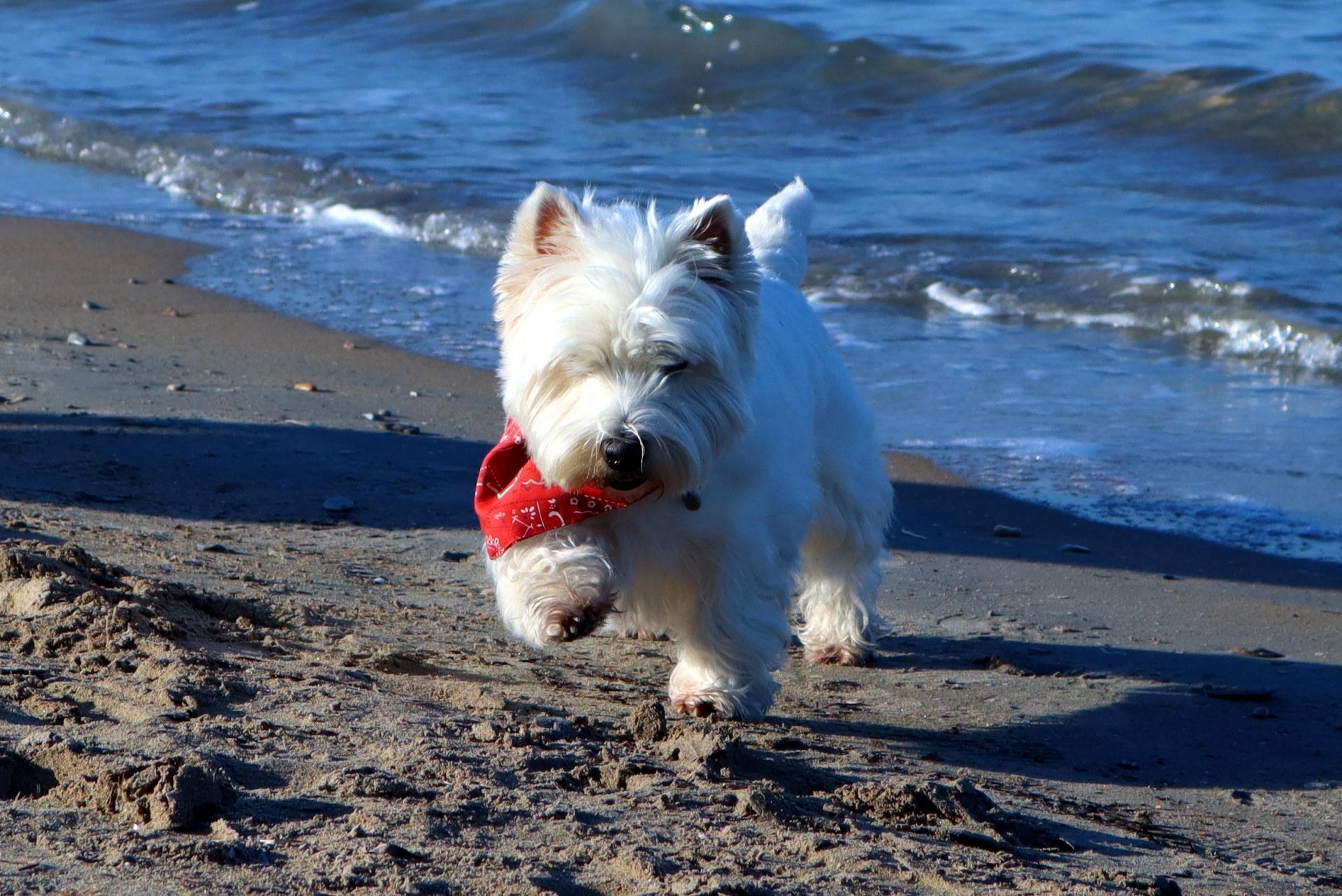 West Highland White Terrier Dog