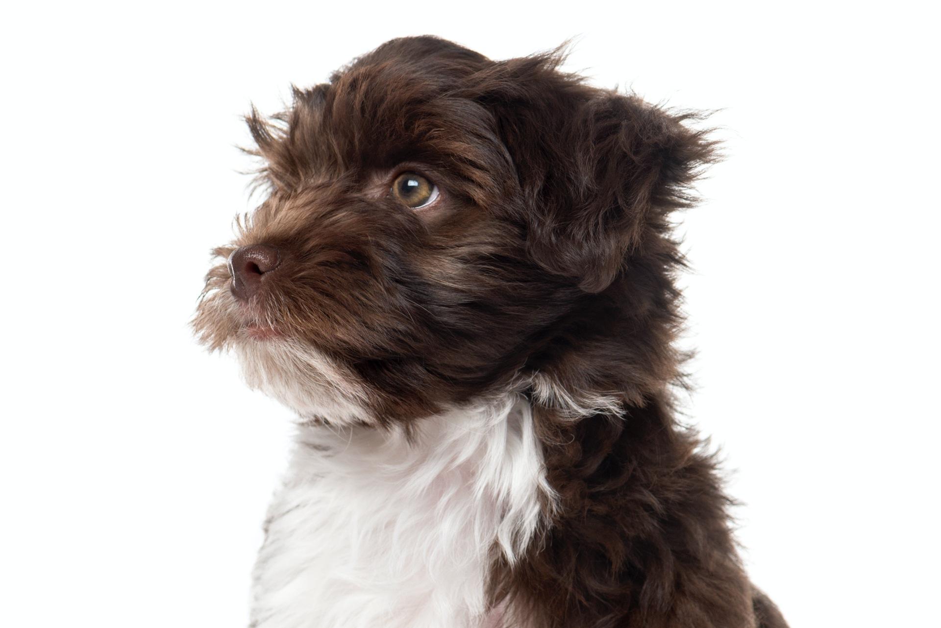 Sideview of Havanese puppy