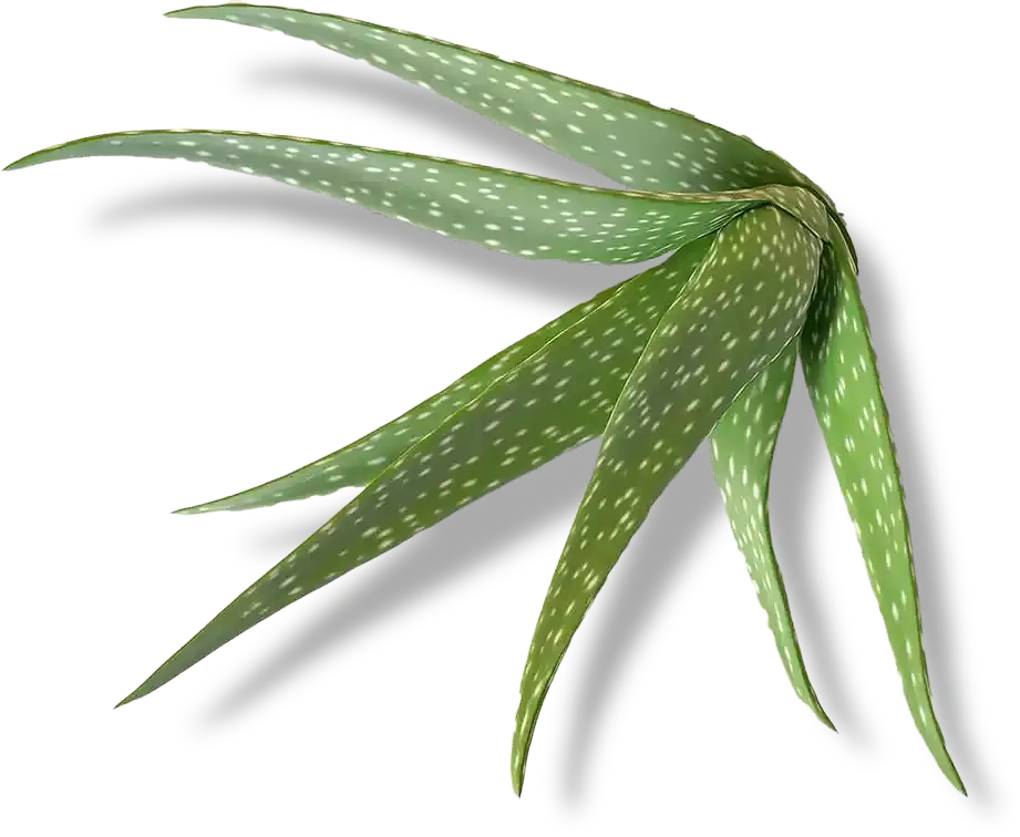 The image shows Aloe vera which is one of the ingredients in Cleanser