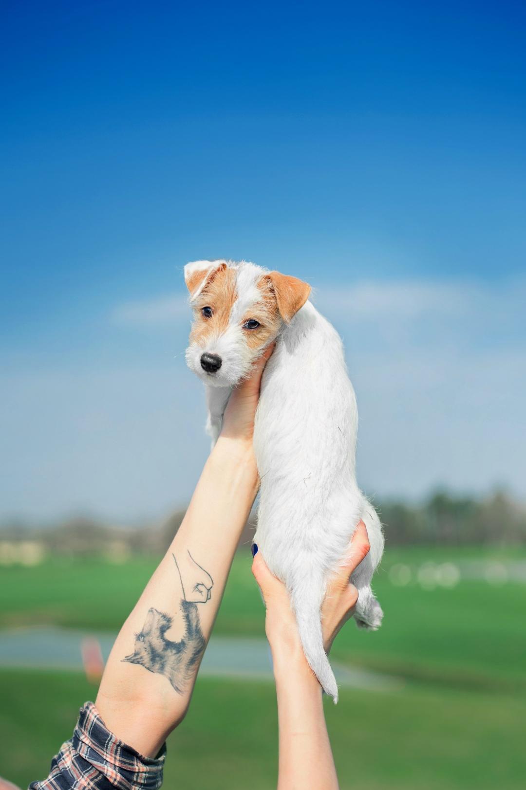 Small puppy