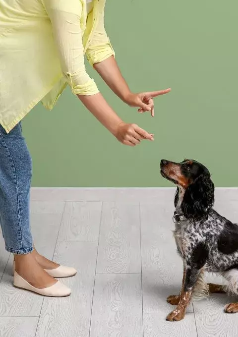 reward dog potty training