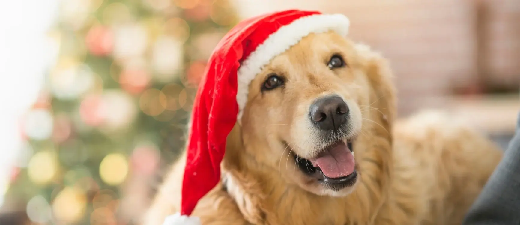 A golden retriever wearing a festive Santa hat, sitting happily against a cheerful holiday backdrop.