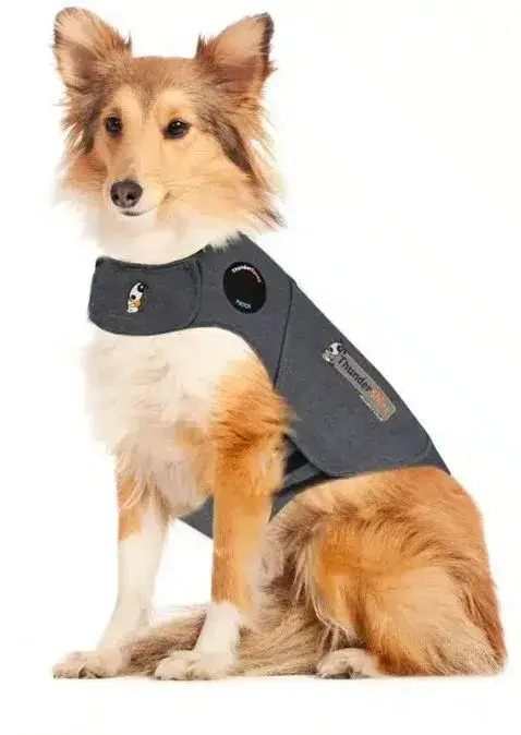 A dog wearing a Thundershirt anxiety jacket, posed against a plain white background.