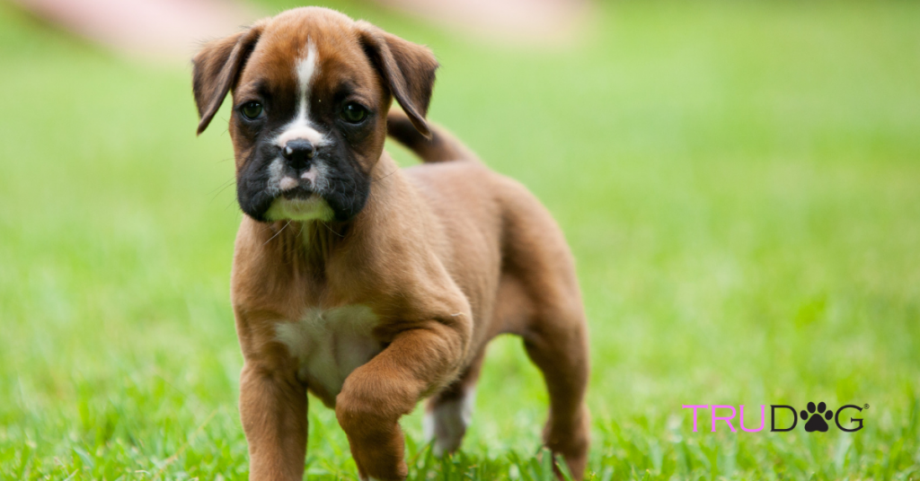 CARING FOR BOXER PUPPIES