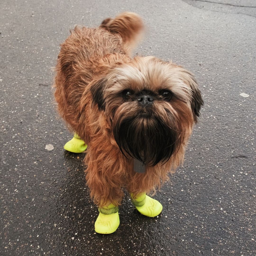 Dog wearing boots outdoors