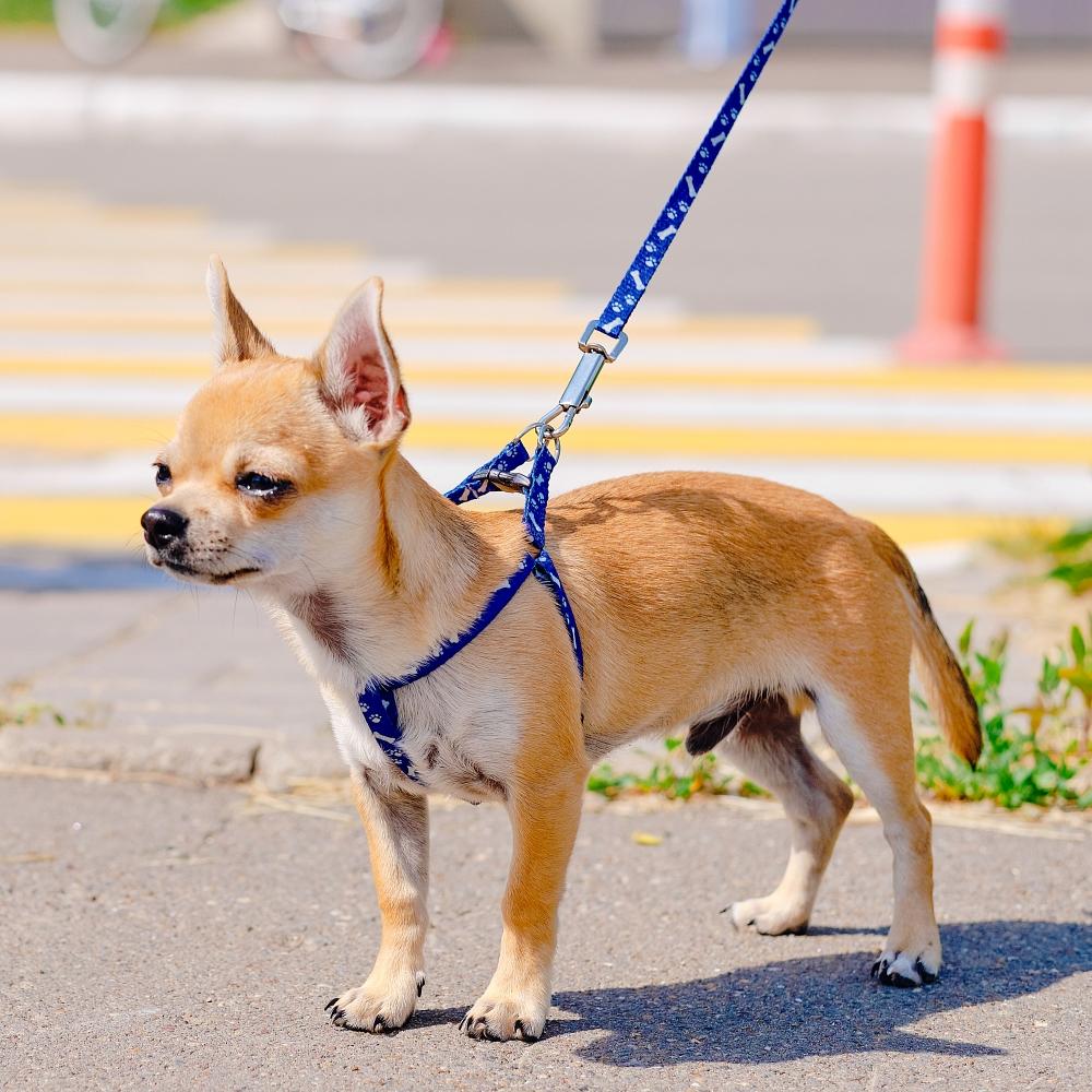 chihuahua on a walk. Dog on a leash.