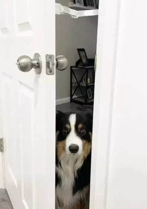 door buddy door strap