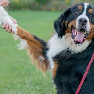 How to Teach a Dog to Shake a Paw