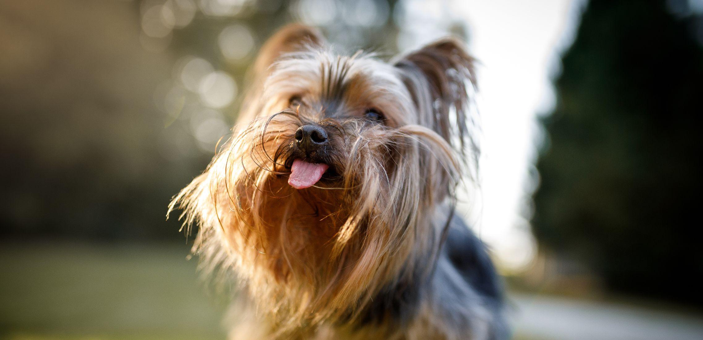 Dog sticking out the tongue