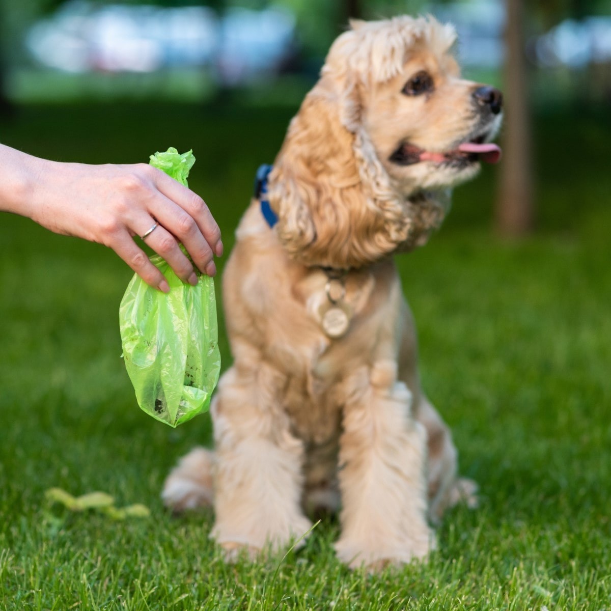 Woman holding a bag of dog poop at the park