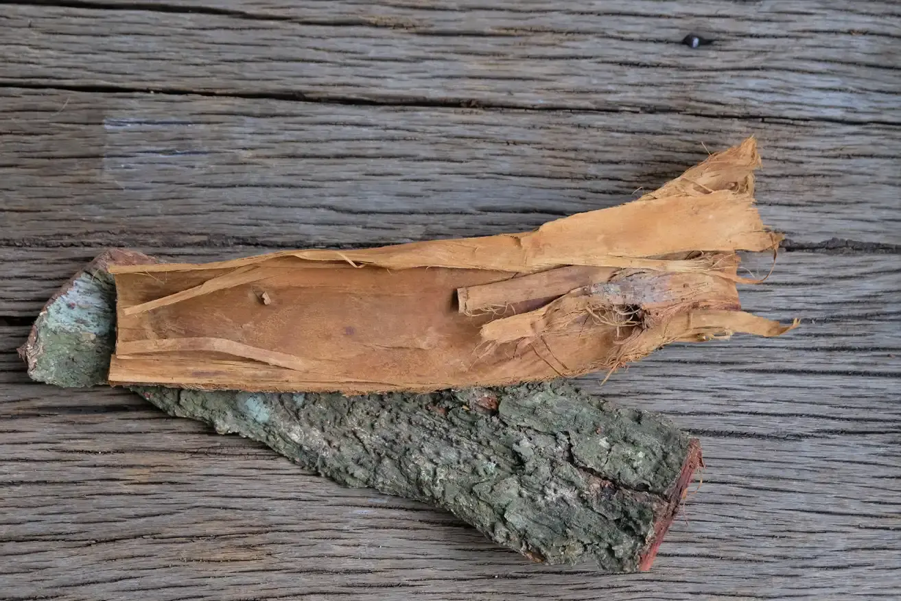 Acacia Catechu (Catechu) Wood Extract