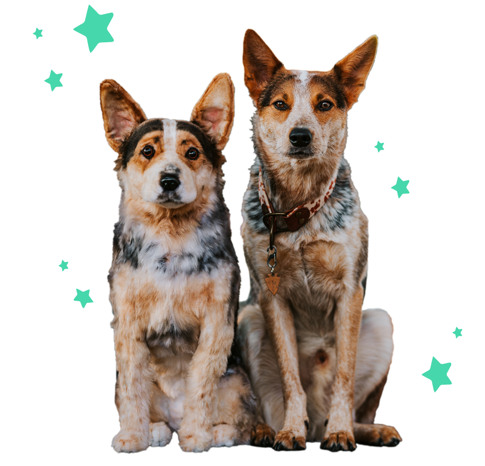 Cute Dogs
