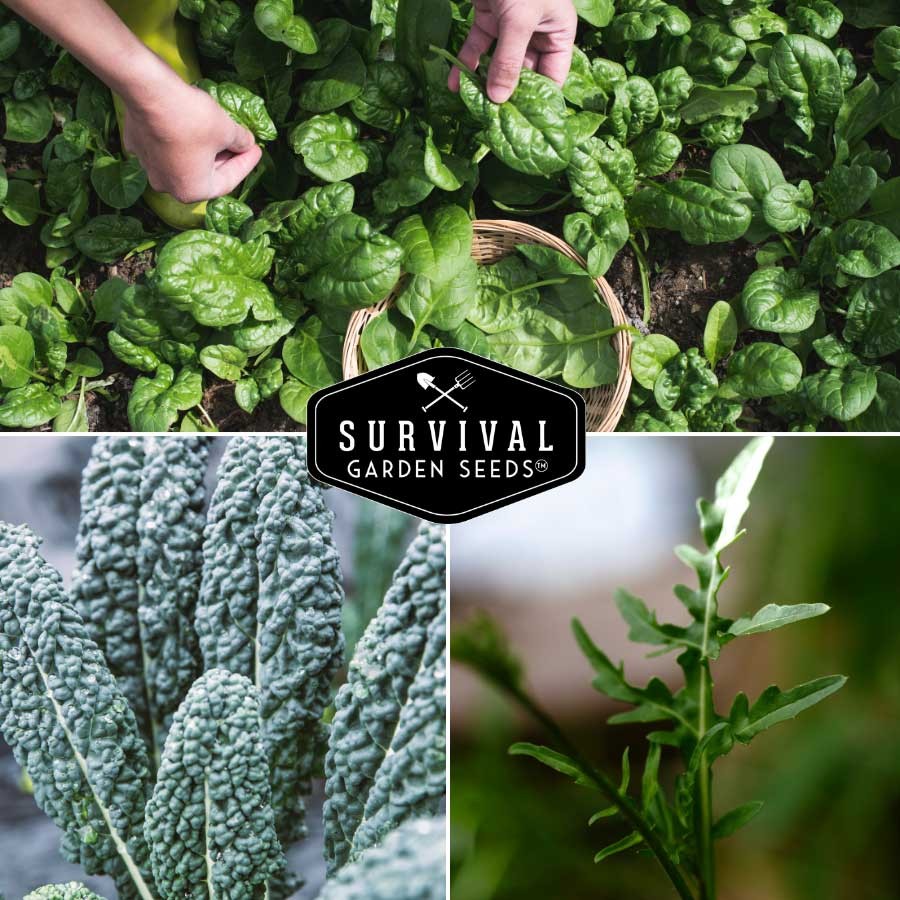 Grow leafy greens in your survival garden
