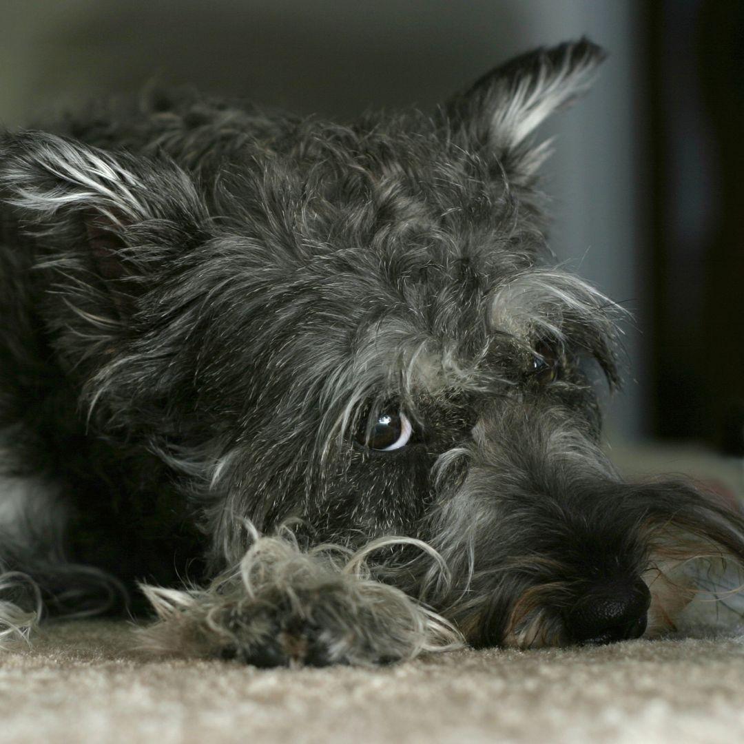 Miniature Schnauzer lying down