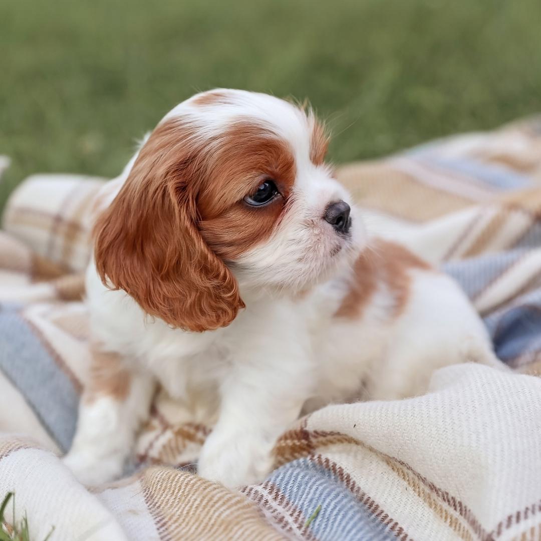 Puppy King Charles Spaniel on a blanket on the grass