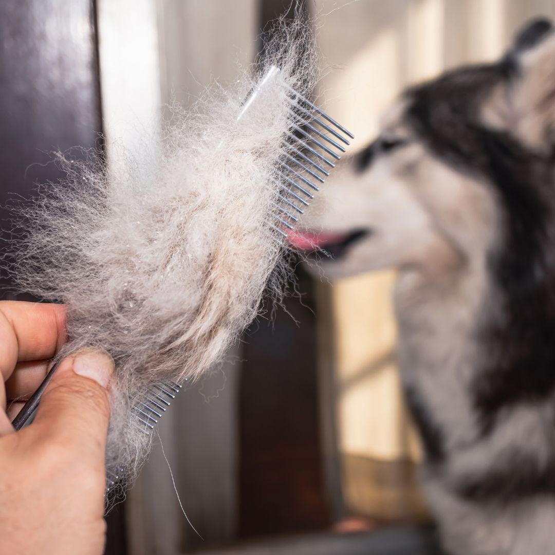 Close up of brush with dog fur