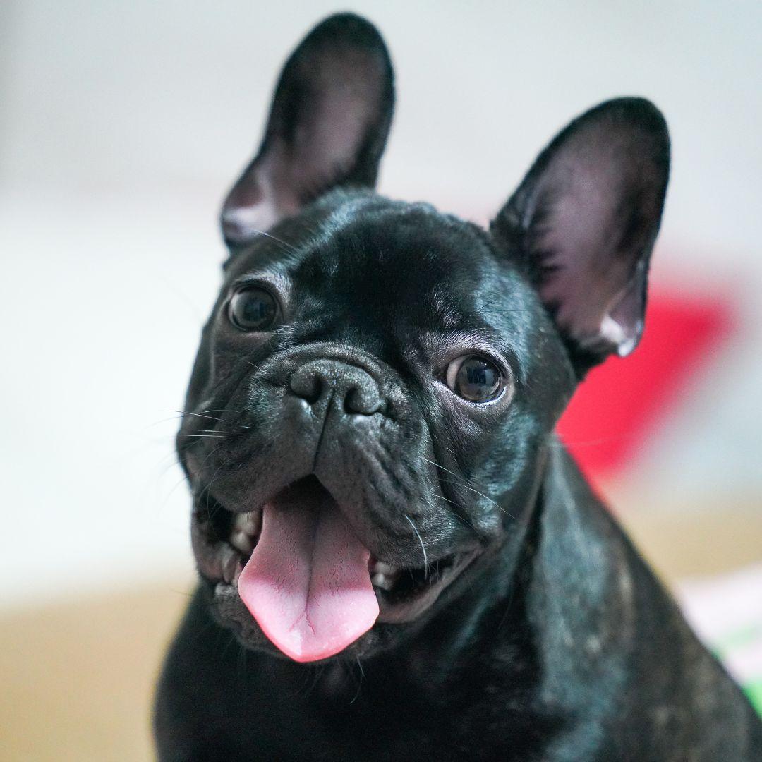 French Bulldog Puppy