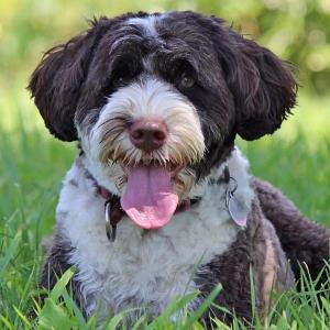 What Commands to Teach a Puppy First: The 5 Basic Commands