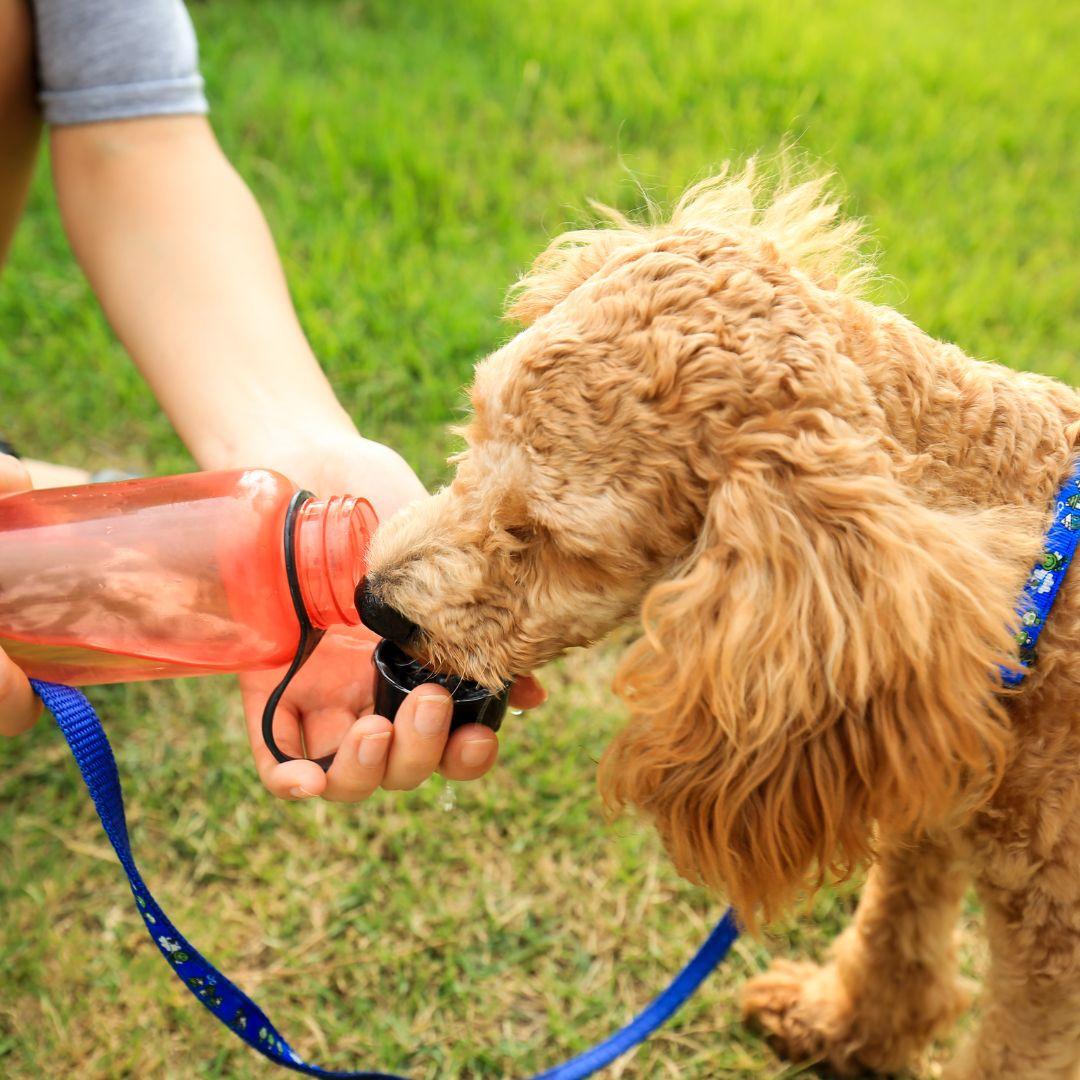 Owner cupping water in bottle from dog to drink