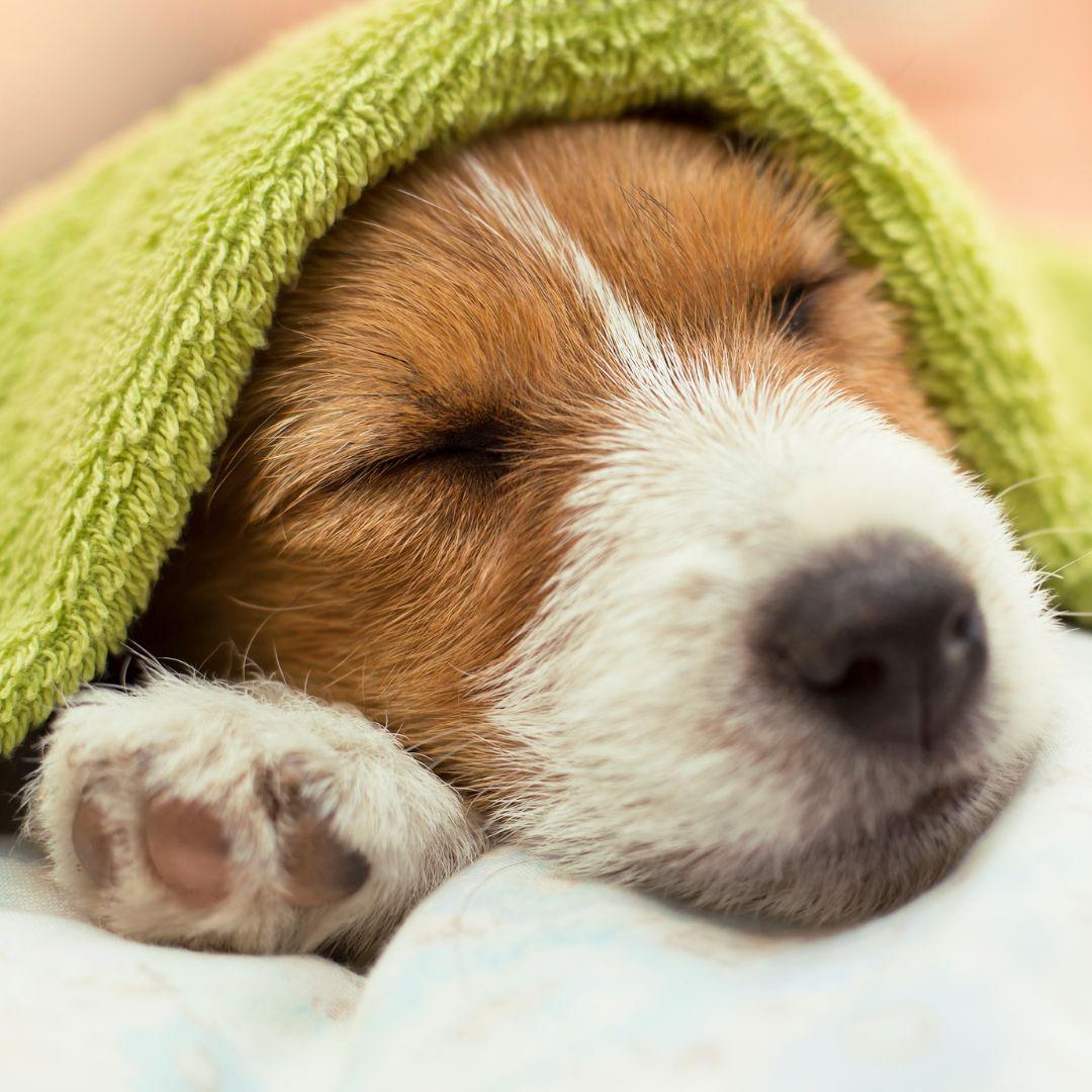 How to Clean Dog Paws After Walks & Before Coming Inside Potty Buddy Potty Buddy™