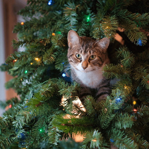The Door Buddy - Blog - how to keep a cat out of a Christmas tree