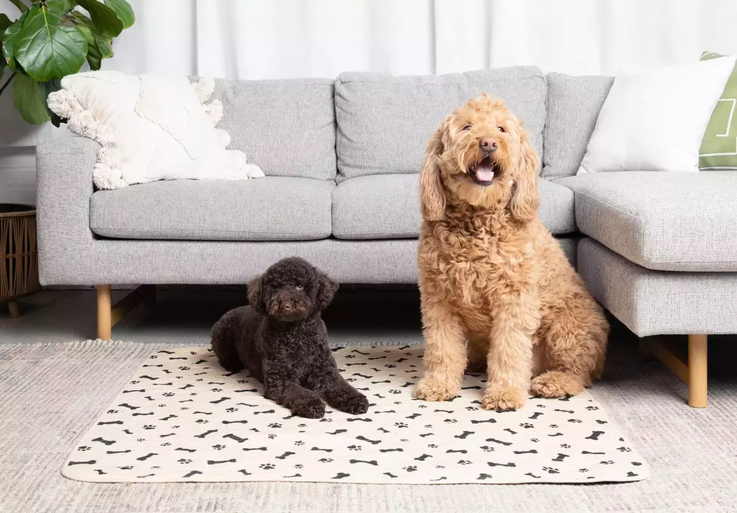 Two dogs using Potty Buddy reusable pee pads in a living room