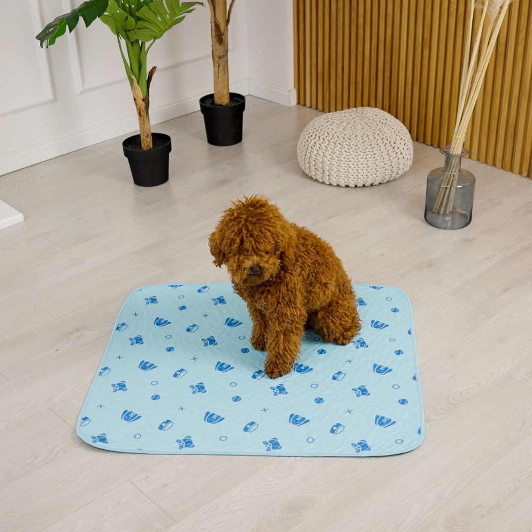 Dog sitting on a blue reusable potty pad