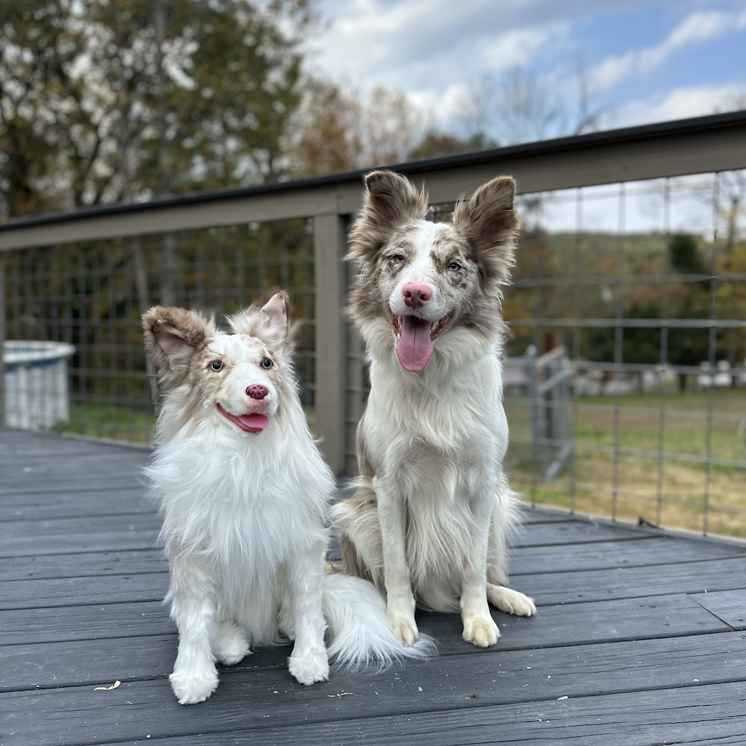 Rescue Dog with Their Cuddle Clone