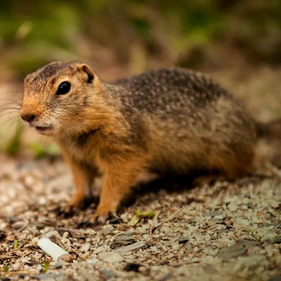 Rodents
