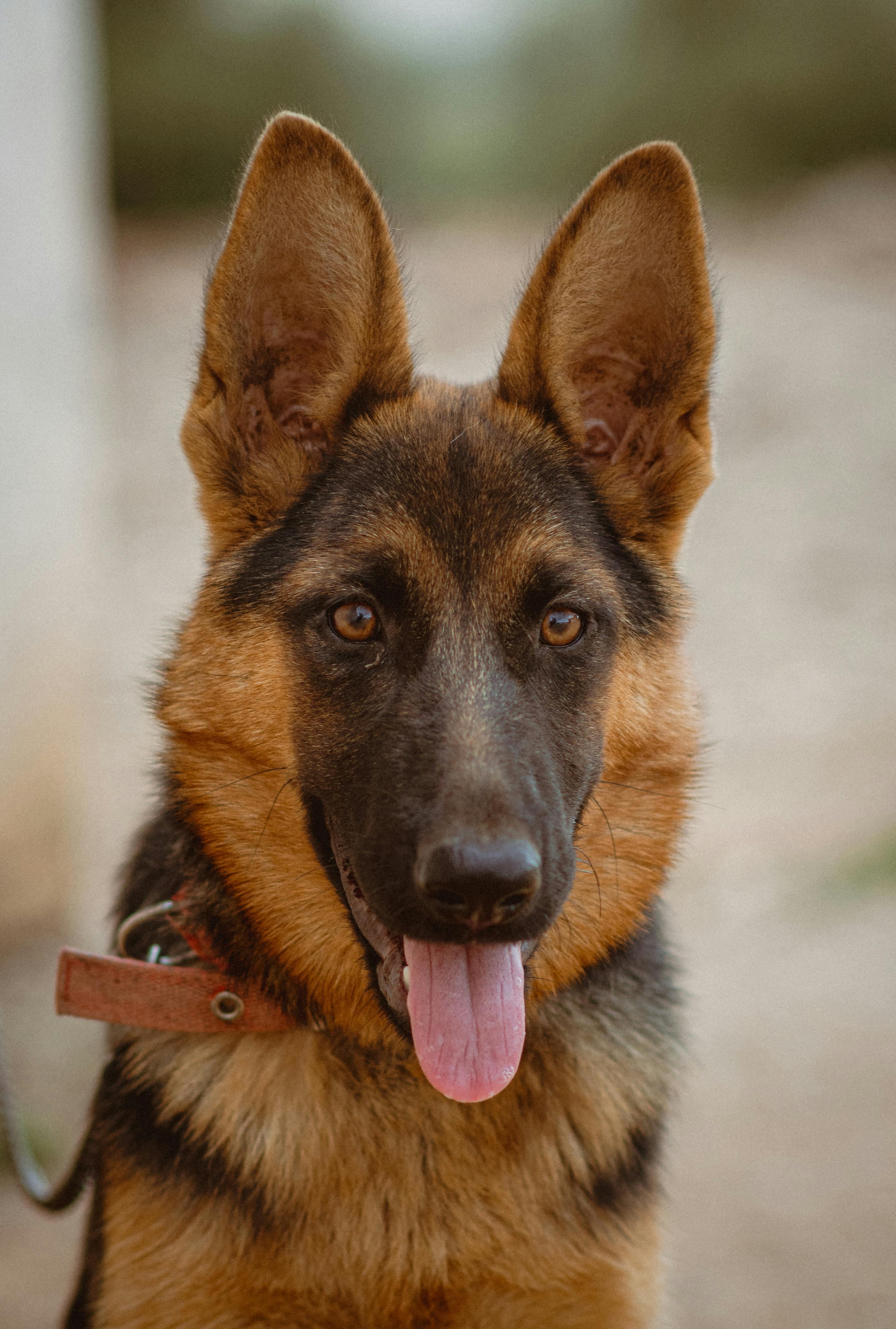 german shepherd puppy girl