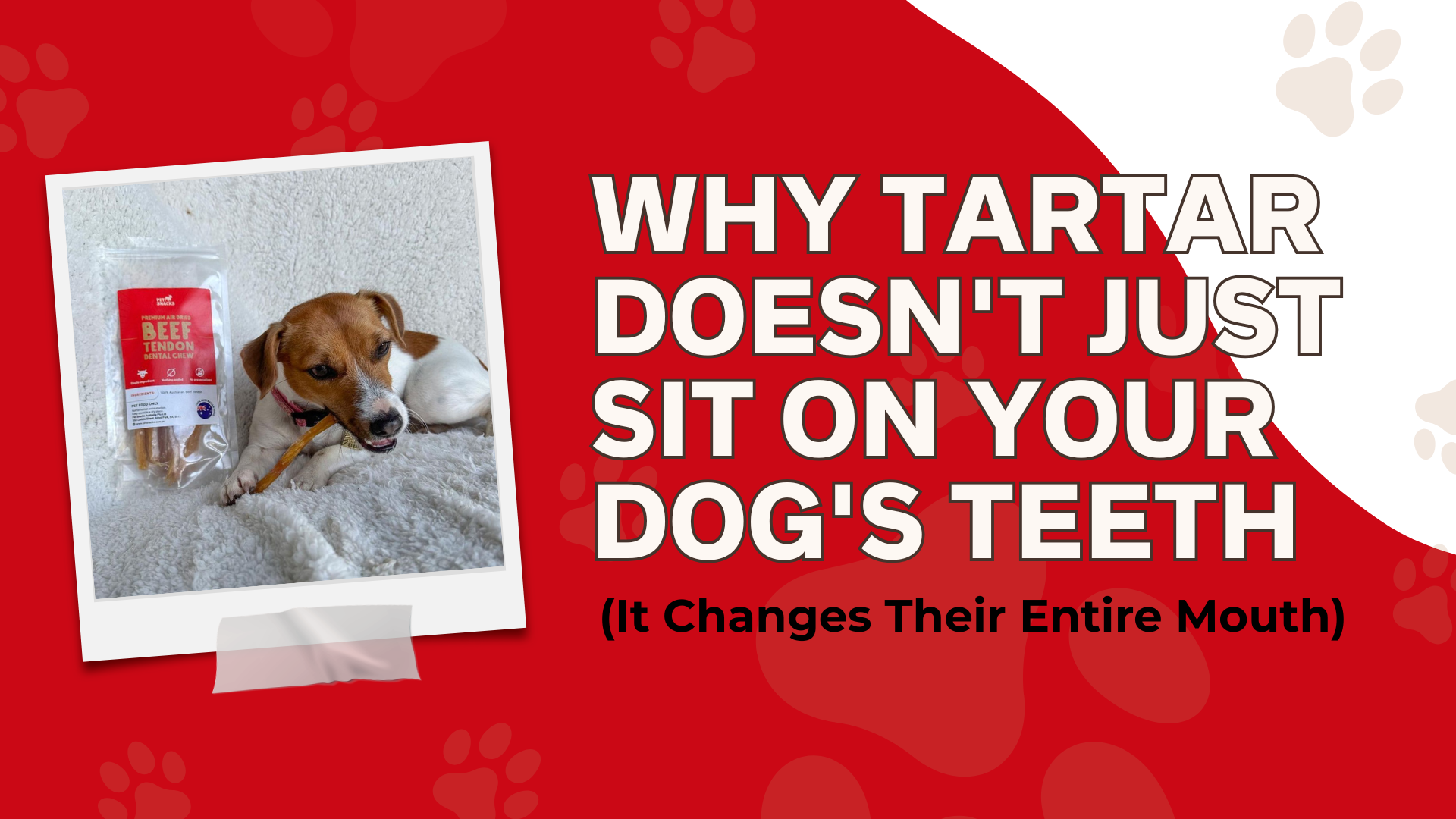 Why Tartar Doesn't Just Sit on Your Dog's Teeth—It Changes Their Entire Mouth