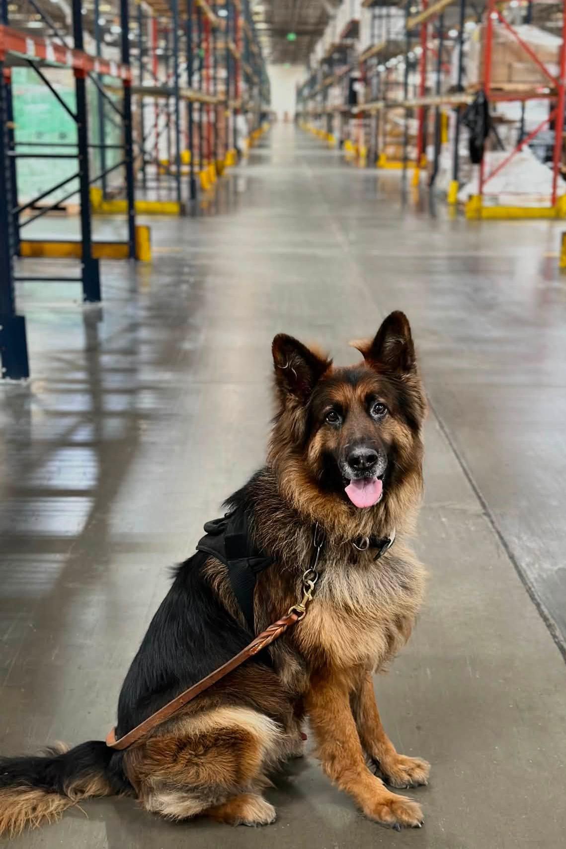 k9 rocky on duty in a warehouse