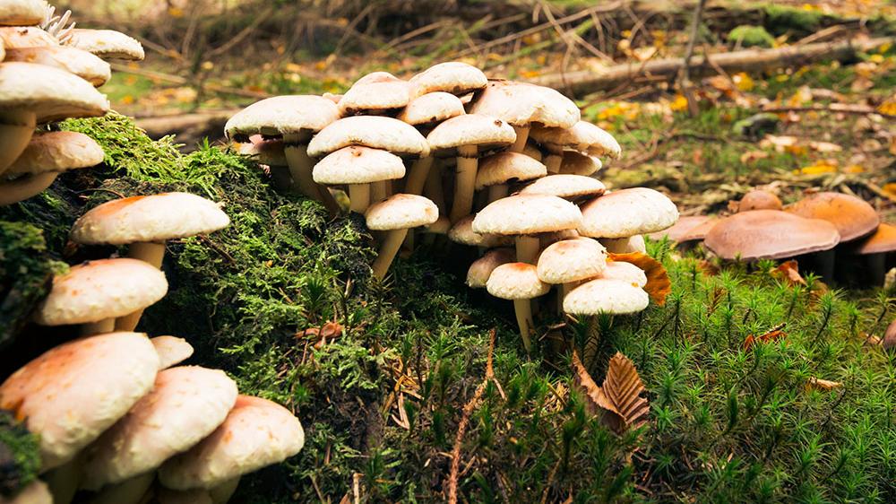 A bunch of white and brown Mushrooms growing in a green, grassy forest with branches on the grass.