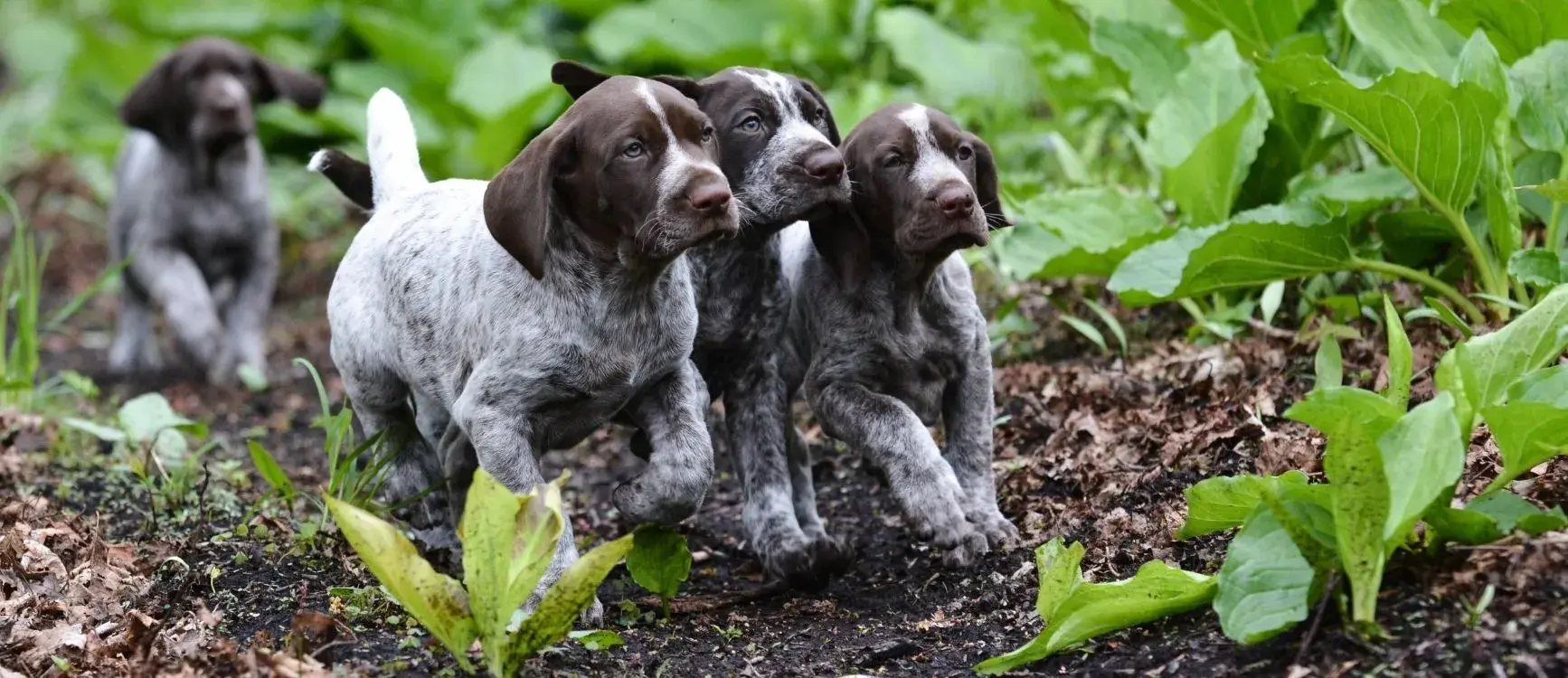 Four German Shorthaired Pointer puppies joyfully running through lush green grass on a sunny day.