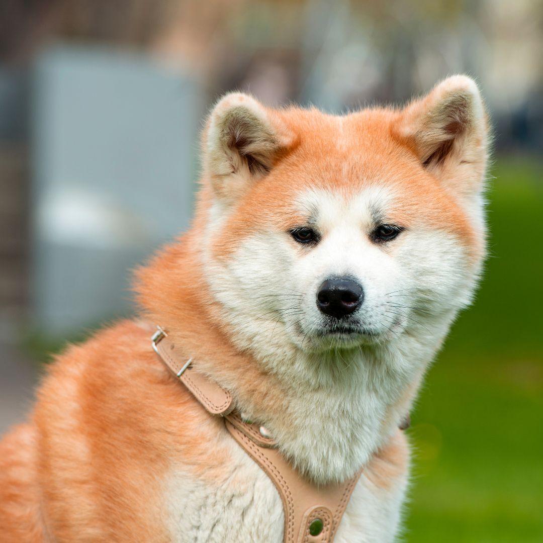 Akita puppy