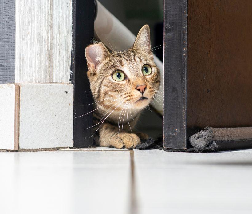 cat between a door looking out with curiosity