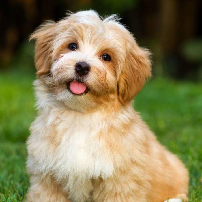 Cute puppy looking at camera