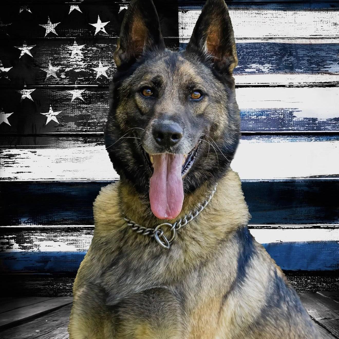 k9 higgenz on a box