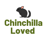 Chinchilla loved
