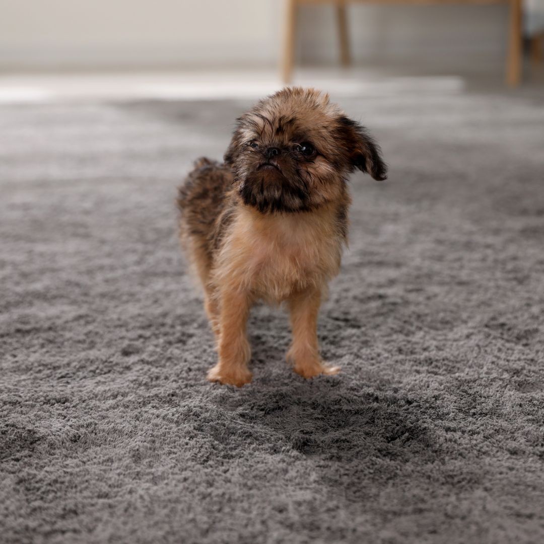 Puppy standing on soiled rug