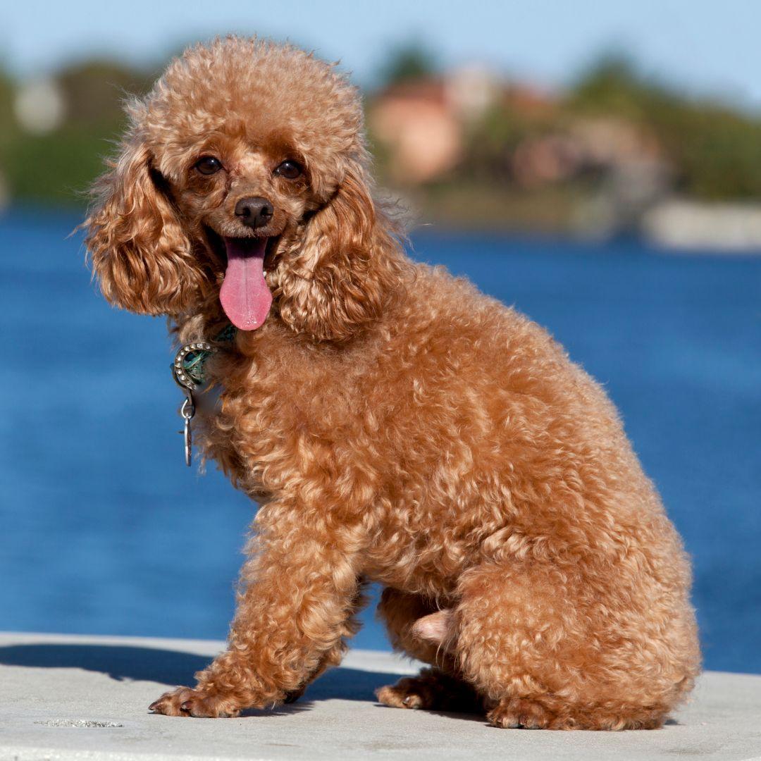 Toy Poodle sitting outdoors