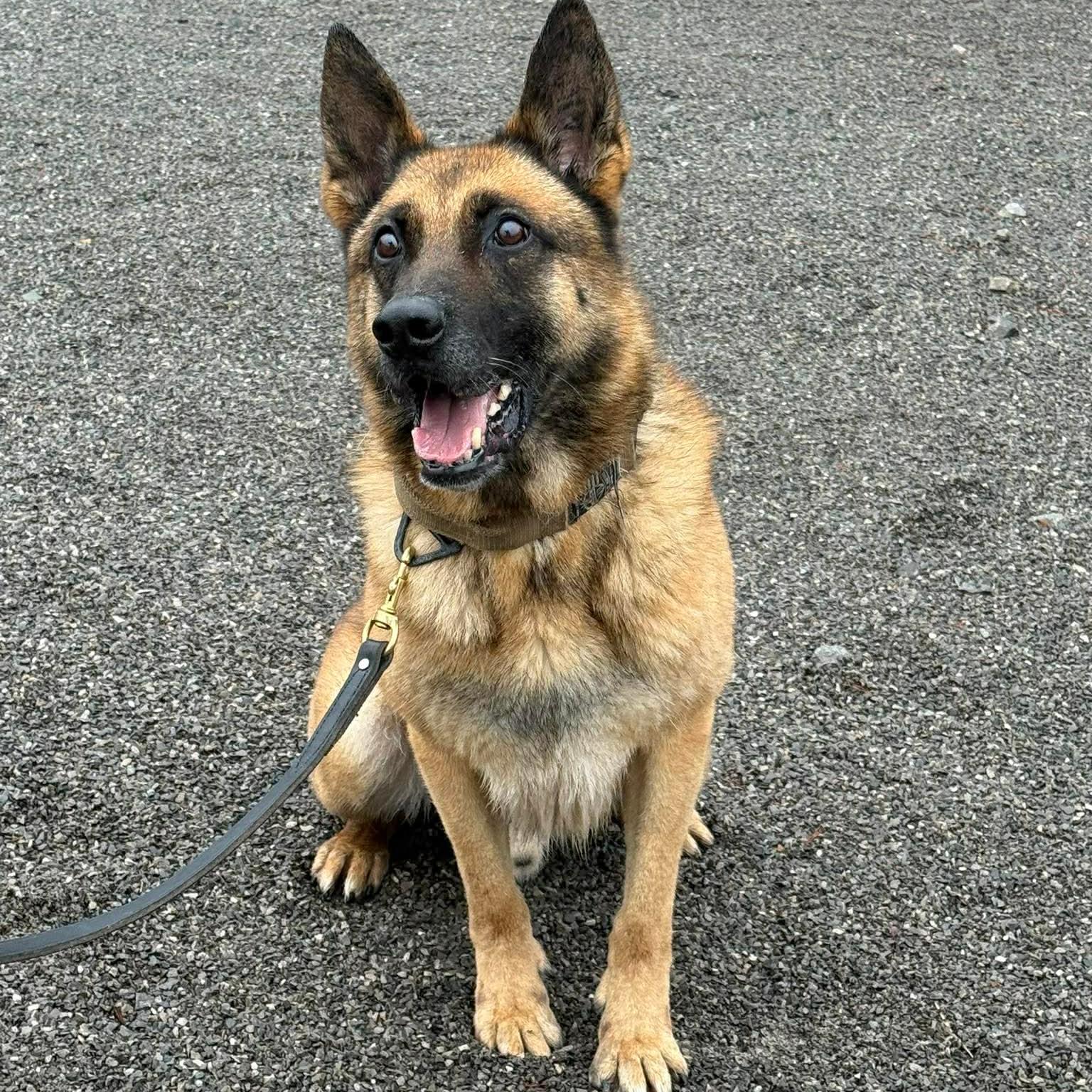 k-9 jango's $150 a day