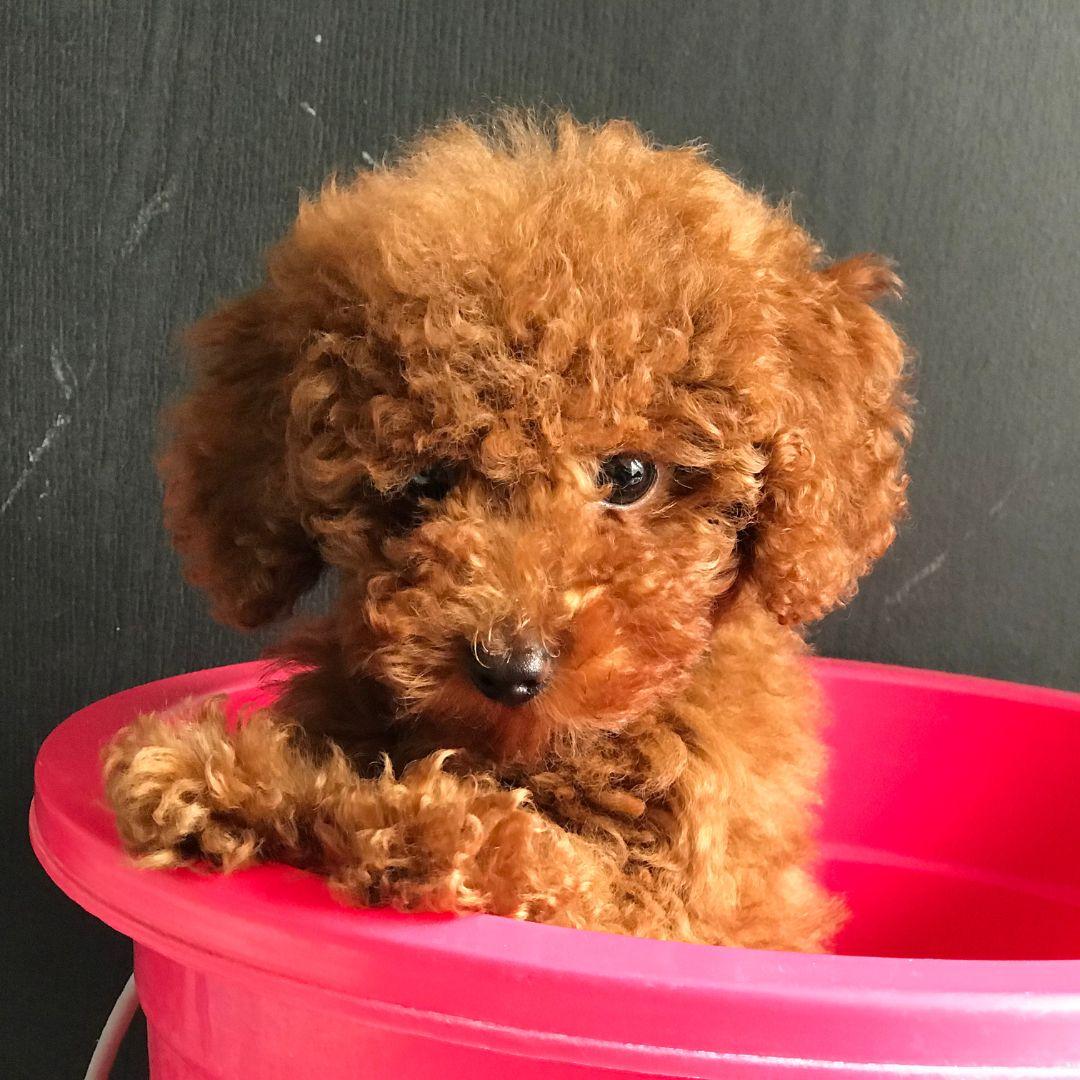 Toy Poodle puppy in bucket