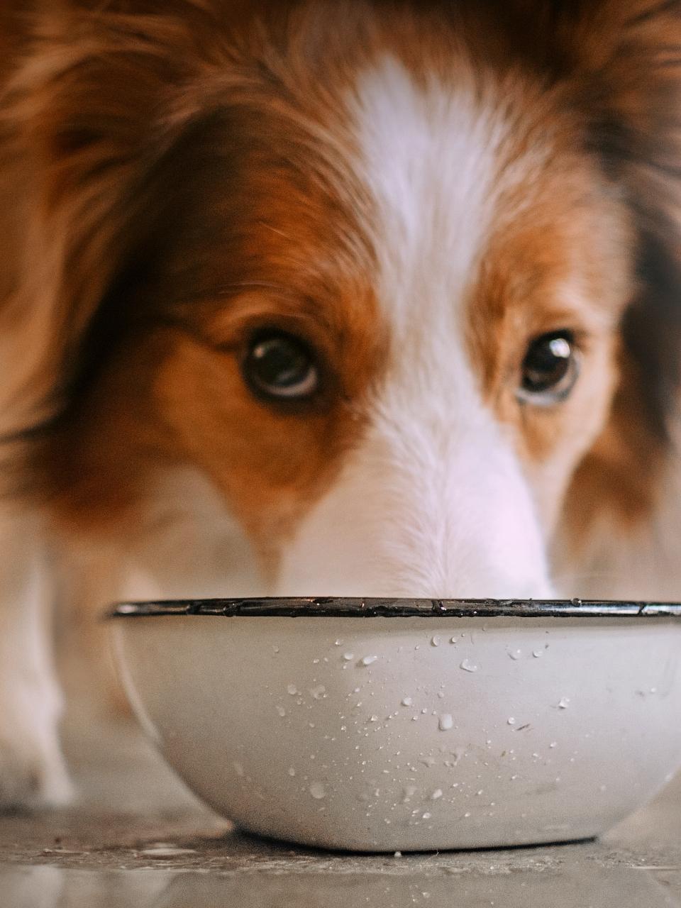 adorable border collie dog drinking from a water bowl