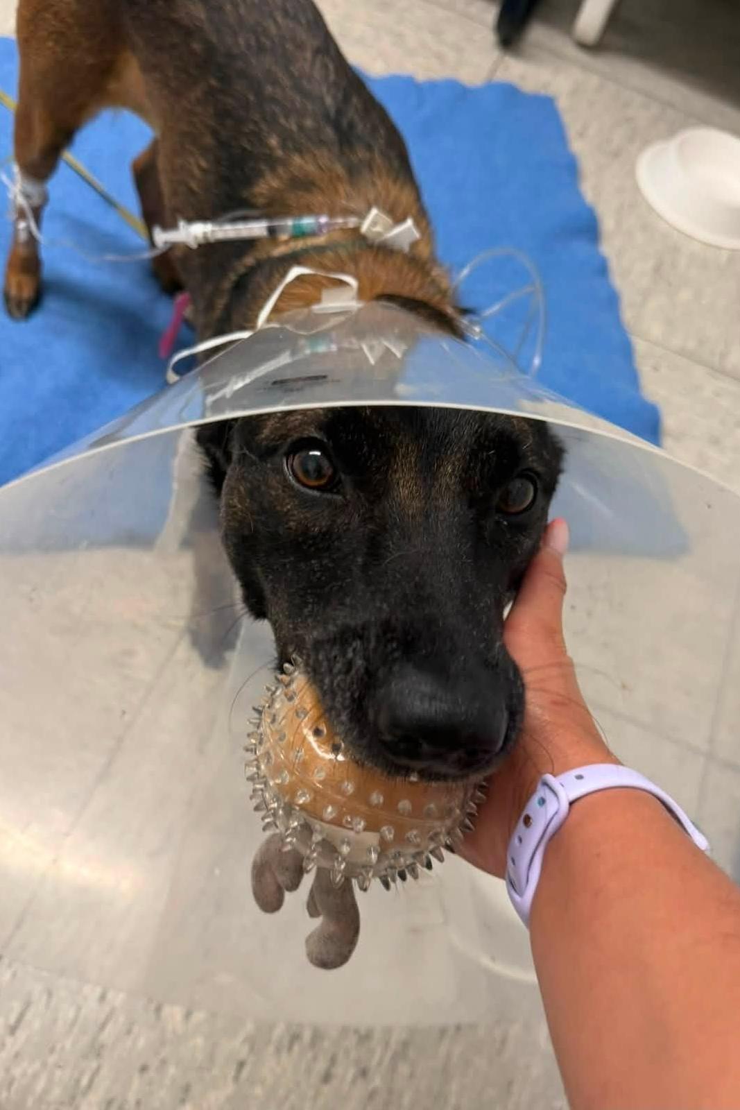 k9 skye with a ball while in her healing cone