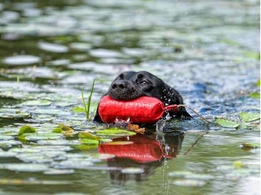 Selvita Caninve Dog Swimming