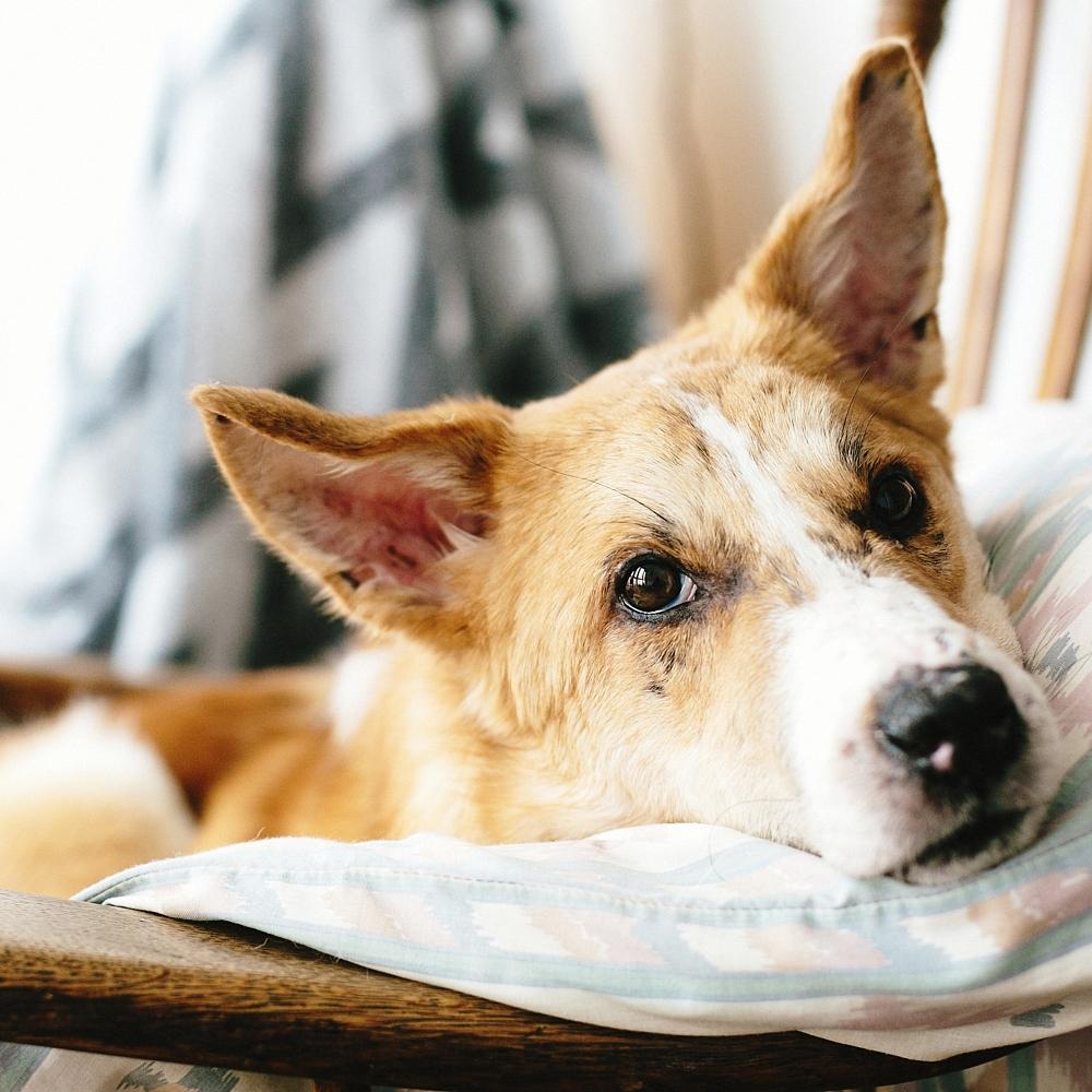 Cute golden dog resting in wooden chair at home